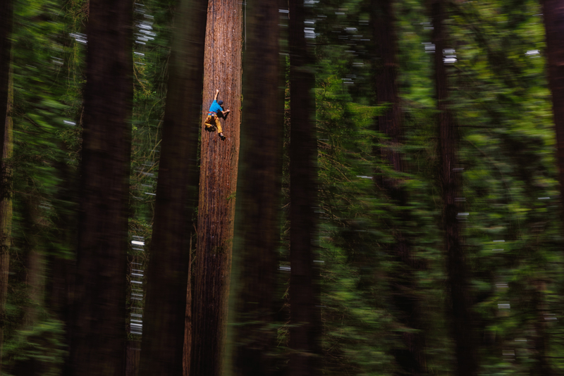 Illustration for article titled Watch This Guy Free Climb A Giant Redwood